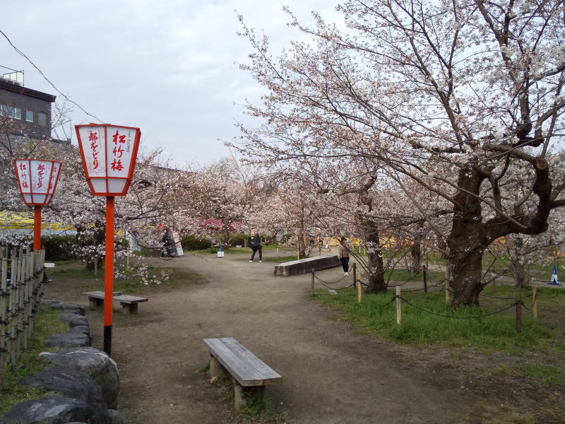 円山公園 祇園枝垂桜 / 京都観光旅行ガイド