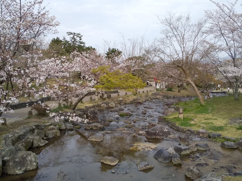 円山公園 桜 / 京都観光旅行ガイド