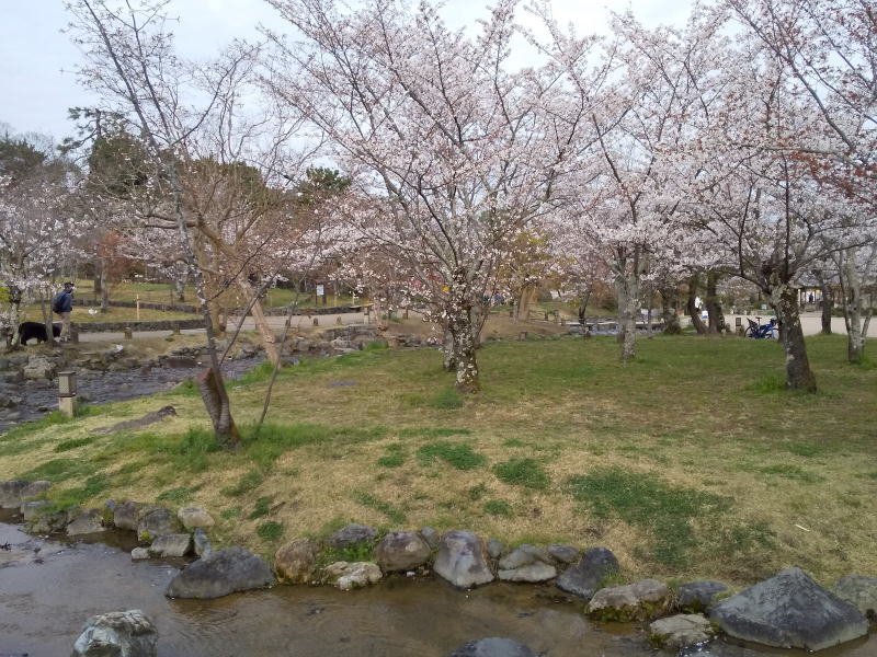 円山公園 桜 / 京都観光旅行ガイド