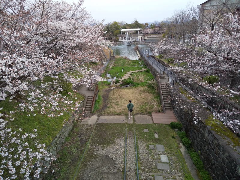 インクライン 桜 / 京都観光旅行ガイド