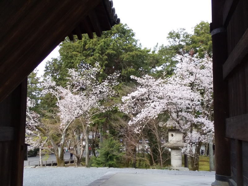 南禅寺 桜 / 京都観光旅行ガイド