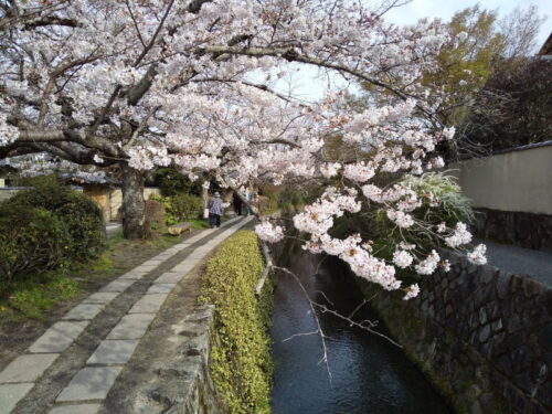 哲学の道 桜 / 京都観光旅行ガイド