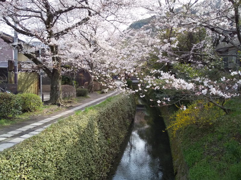 哲学の道 桜 / 京都観光旅行ガイド