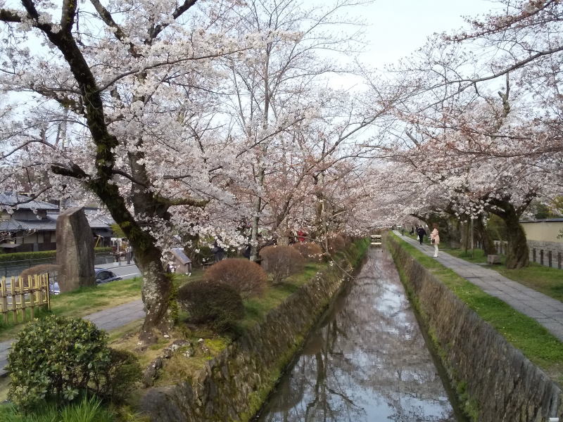 哲学の道 桜 / 京都観光旅行ガイド