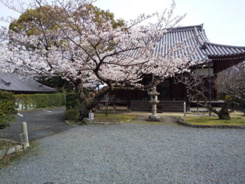 真如堂 桜 / 京都観光旅行ガイド