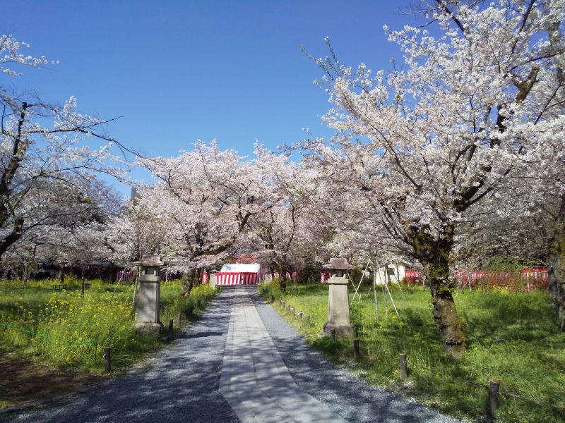 平野神社 桜苑 / 京都観光旅行ガイド