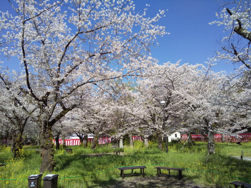 平野神社 桜苑 / 京都観光旅行ガイド
