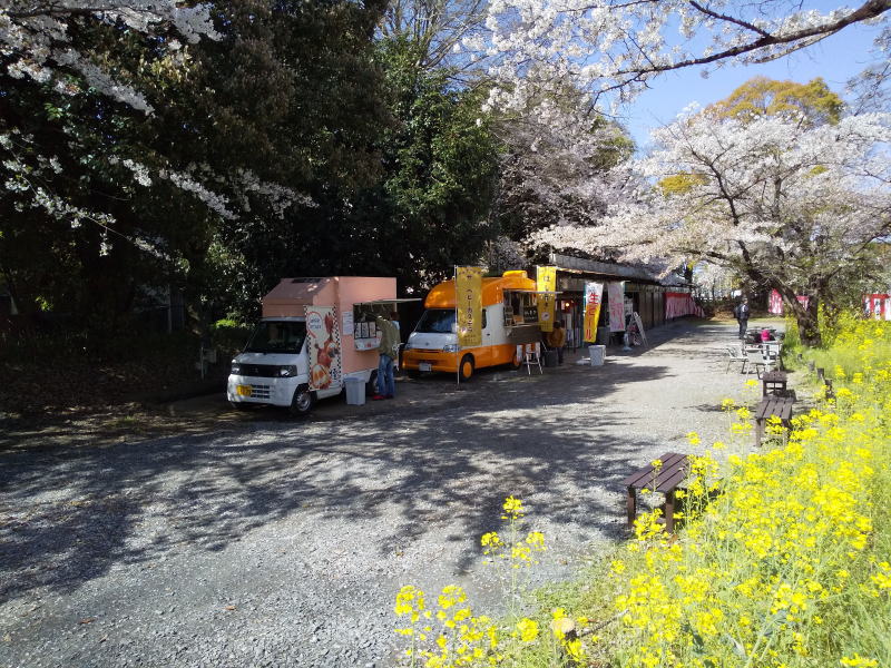平野神社 桜 / 京都観光旅行ガイド
