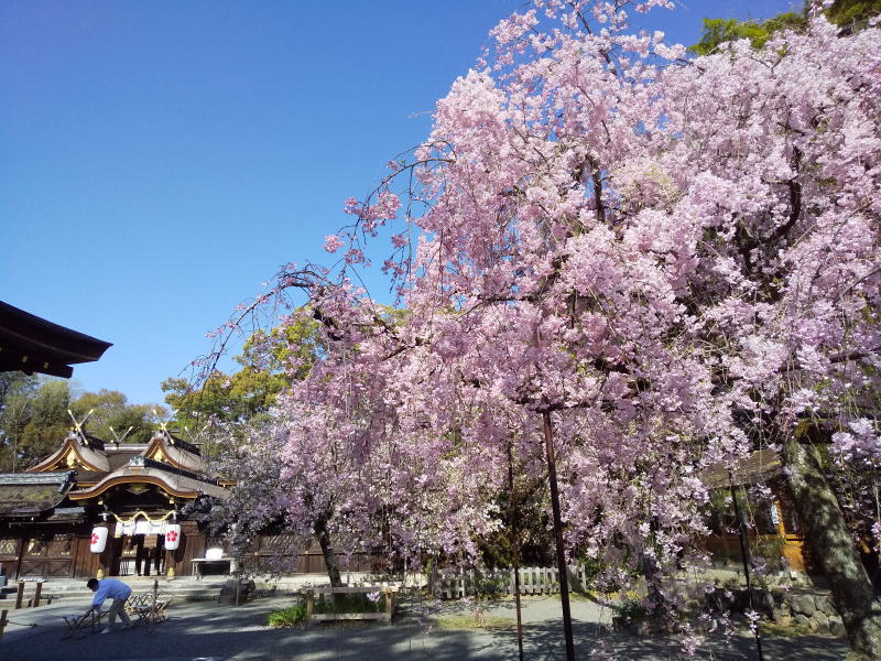 平野神社 桜 / 京都観光旅行ガイド