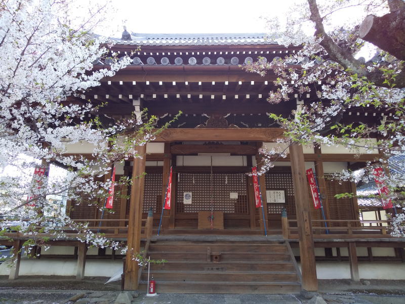 立本寺 桜 / 京都観光旅行ガイド