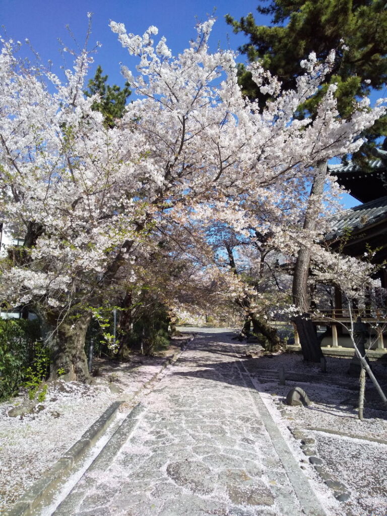 立本寺 桜 / 京都観光旅行ガイド