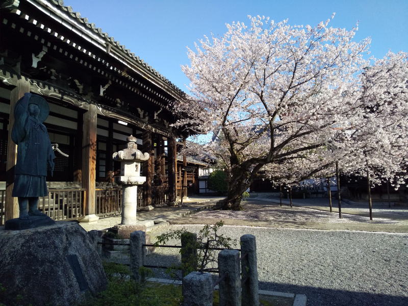 本法寺 桜 / 京都観光旅行ガイド