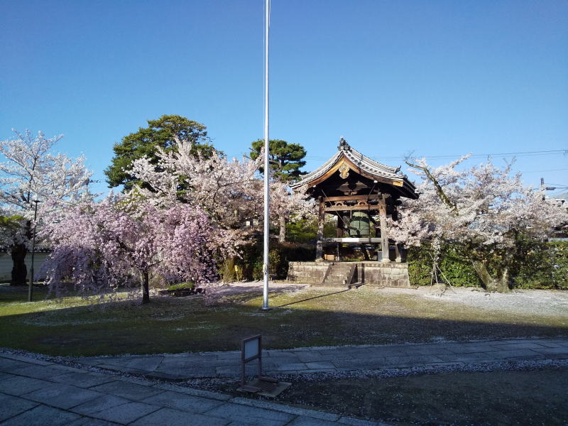 妙顕寺 桜 / 京都観光旅行ガイド