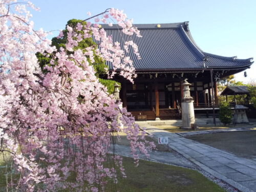 妙顕寺 桜 / 京都観光旅行ガイド