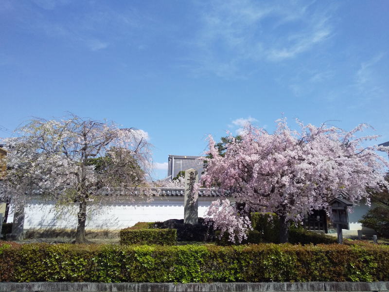 妙顕寺 桜 / 京都観光旅行ガイド