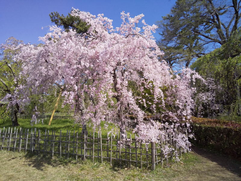 御所の近衛邸跡 桜 / 京都観光旅行ガイド