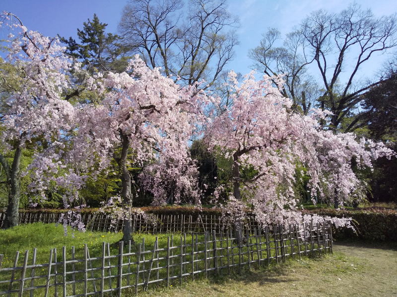 御所の近衛邸跡 桜 / 京都観光旅行ガイド