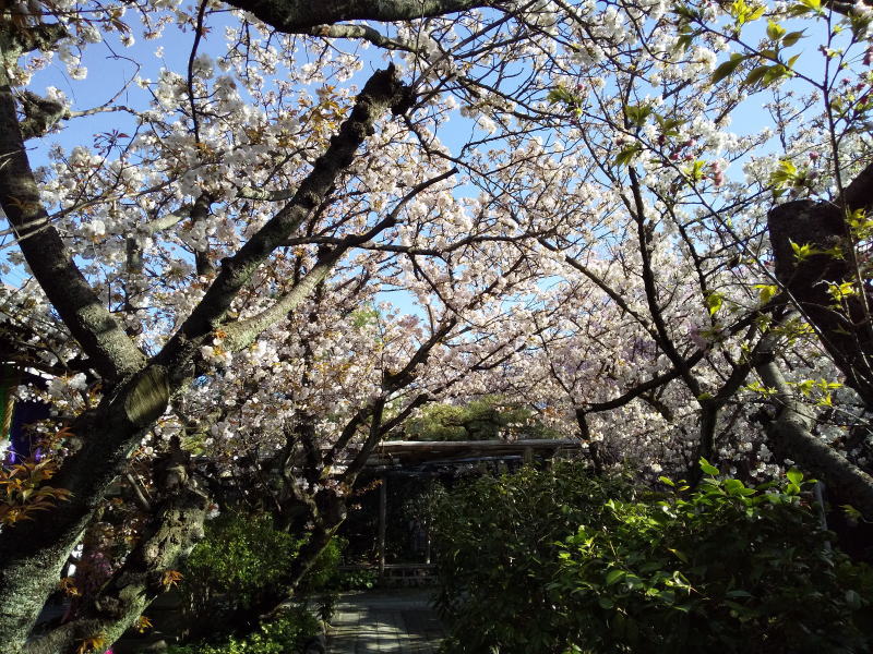 雨宝院 桜 / 京都観光旅行ガイド