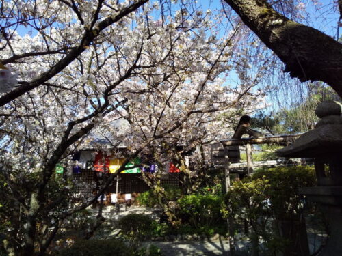 雨宝院 桜 / 京都観光旅行ガイド