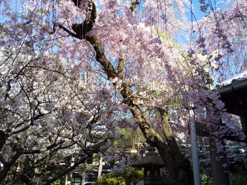 雨宝院 桜 / 京都観光旅行ガイド