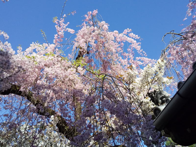 雨宝院 桜 / 京都観光旅行ガイド