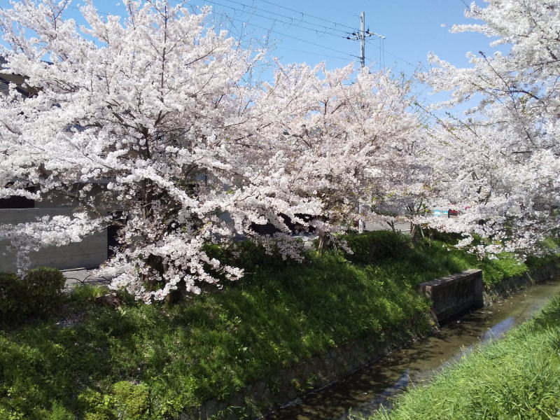 松ヶ崎浄水場 桜 / 京都観光旅行ガイド