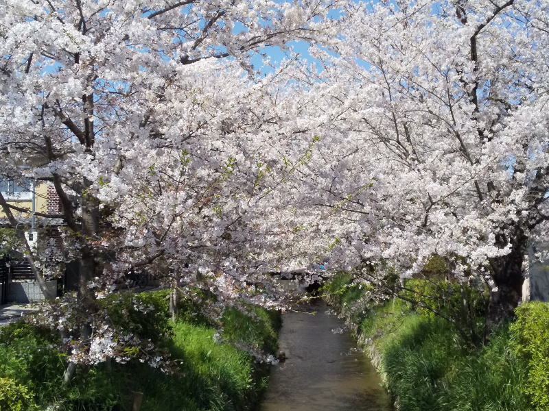 松ヶ崎浄水場 桜 / 京都観光旅行ガイド