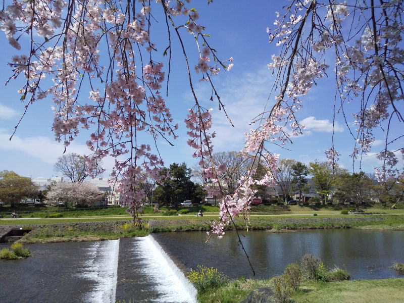 半木の道 八重紅枝垂桜 / 京都観光旅行ガイド