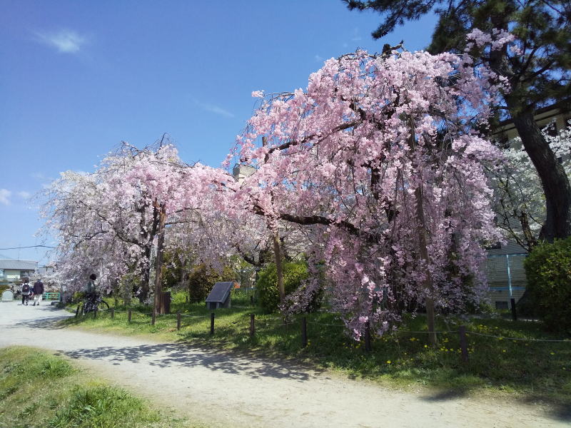 半木の道 八重紅枝垂桜 / 京都観光旅行ガイド