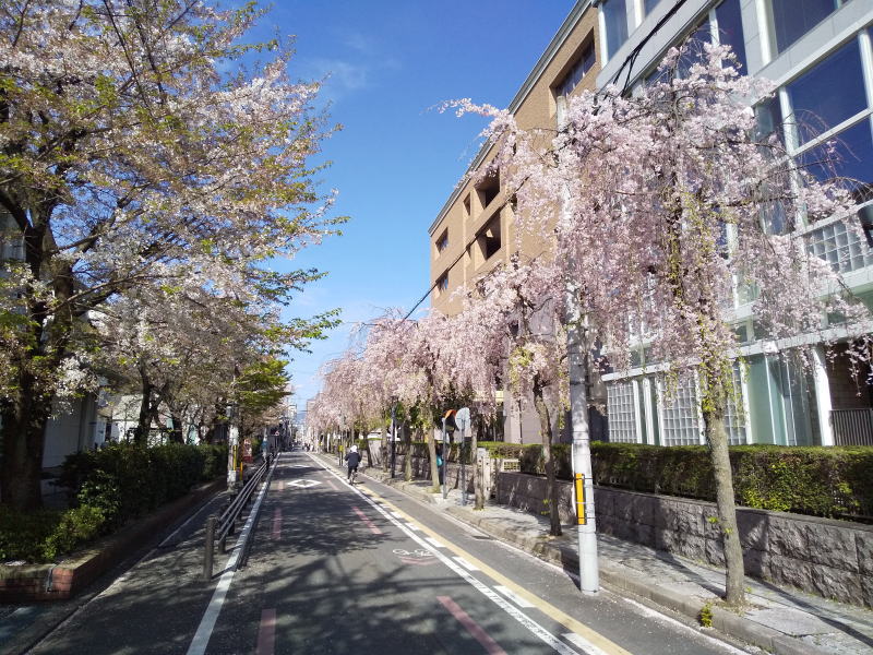 京都地方裁判所 紅枝垂桜 / 京都観光旅行ガイド