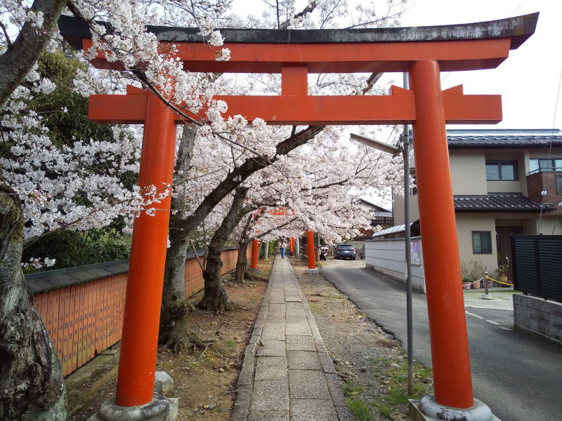 竹中稲荷神社 桜 / 京都観光旅行ガイド