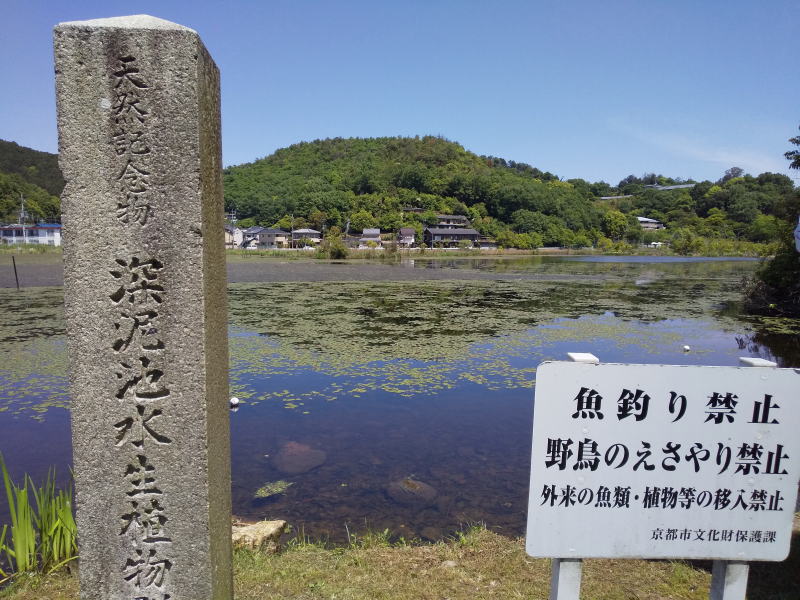 深泥池 / 京都観光旅行ガイド