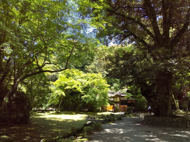 上賀茂神社 青もみじ 2024 / 京都観光旅行ガイド