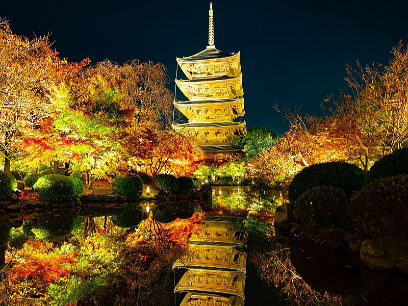 東寺 夜間拝観・ライトアップ 紅葉 / 京都観光旅行ガイド