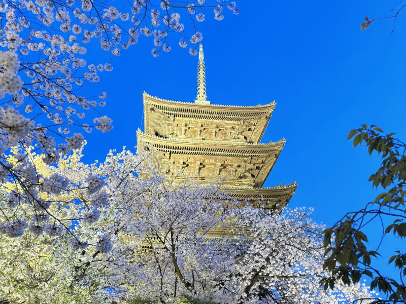 東寺 夜間拝観・ライトアップ 桜 / 京都観光旅行ガイド