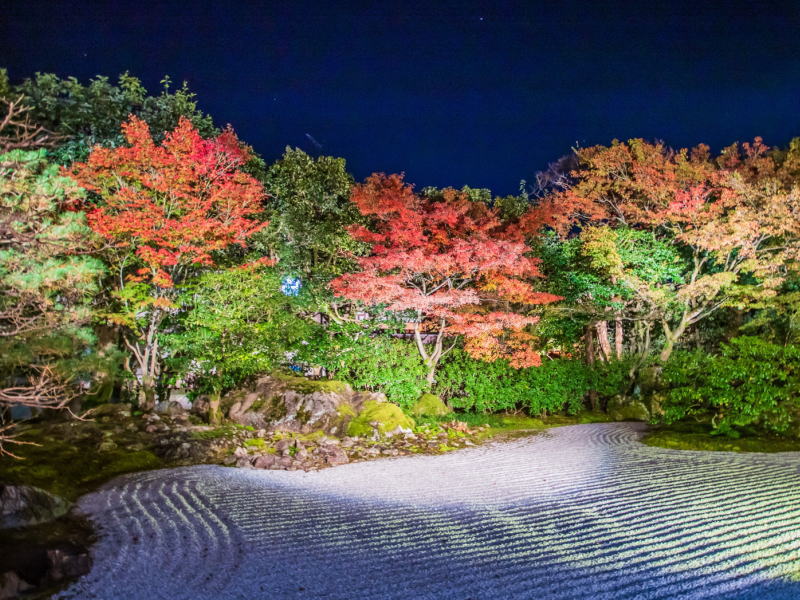 圓徳院 夜間拝観・ライトアップ / 京都観光旅行ガイド