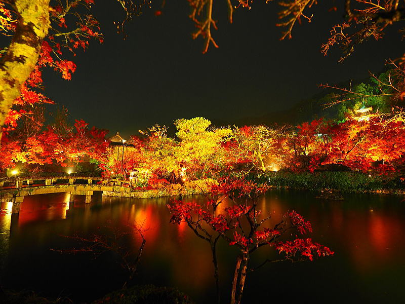 永観堂 夜間拝観・ライトアップ / 京都観光旅行ガイド