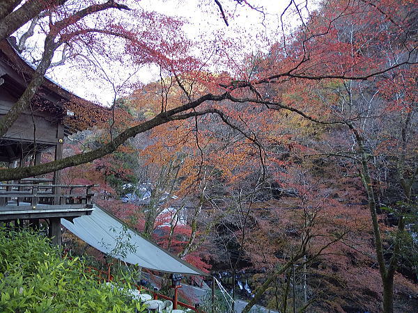 貴船神社 紅葉 2024 / 京都観光旅行ガイド