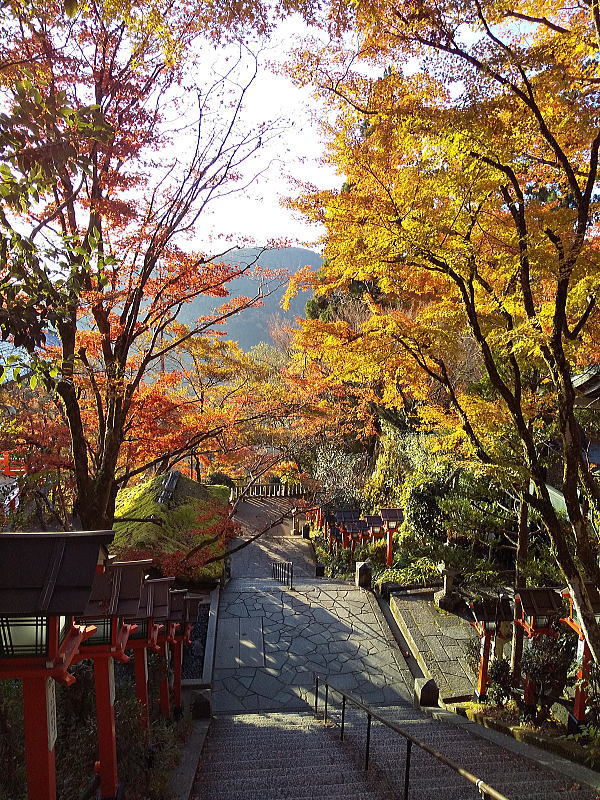 鞍馬寺 紅葉 2024 / 京都観光旅行ガイド