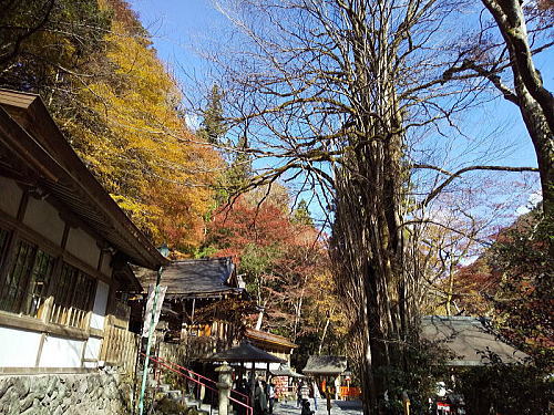 貴船神社 御神木の桂 / 京都観光旅行ガイド