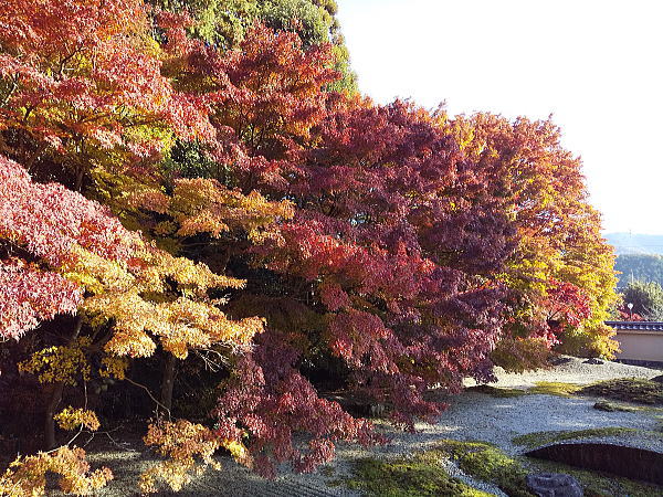 実相院 紅葉 2024 / 京都観光旅行ガイド