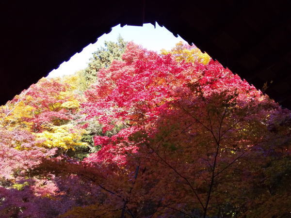 実相院 紅葉 2024 / 京都観光旅行ガイド