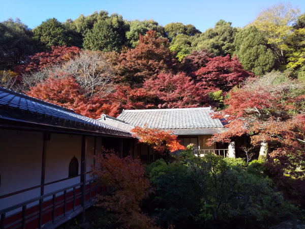 実相院 紅葉 2024 / 京都観光旅行ガイド