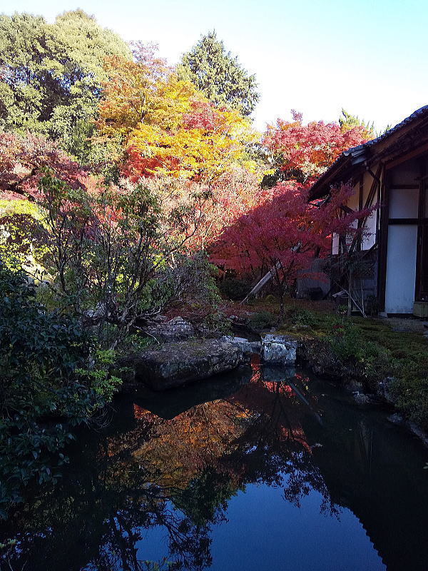 実相院 紅葉 2024 / 京都観光旅行ガイド