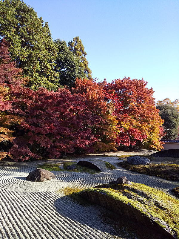 実相院 紅葉 2024 / 京都観光旅行ガイド