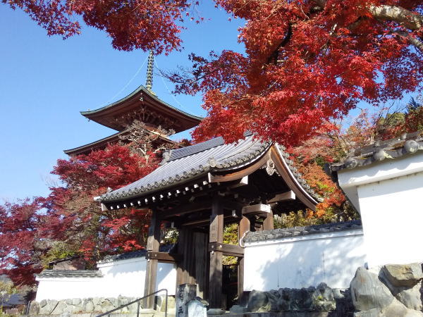 三明院 紅葉 2024 / 京都観光旅行ガイド