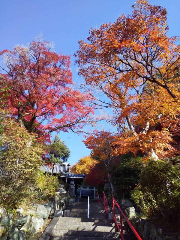 三明院 紅葉 2024 / 京都観光旅行ガイド