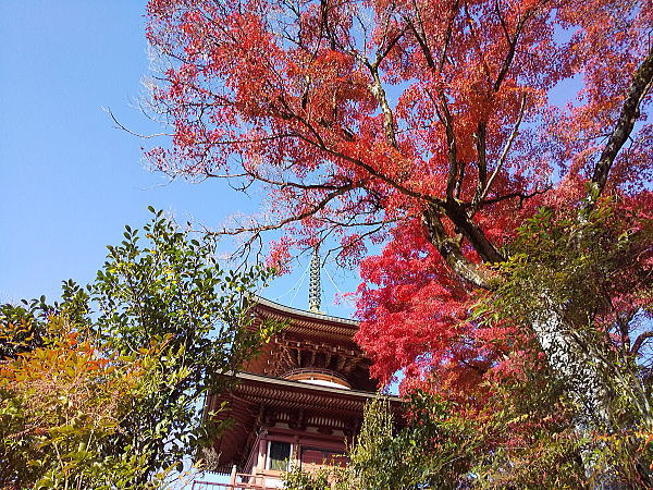 三明院 紅葉 2024 / 京都観光旅行ガイド