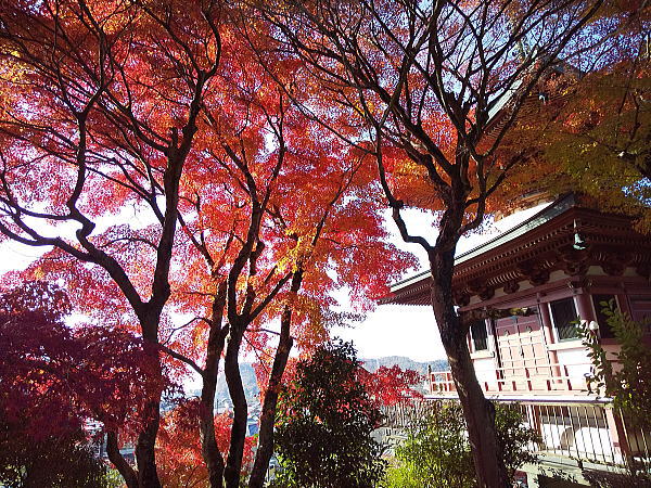 三明院 紅葉 2024 / 京都観光旅行ガイド