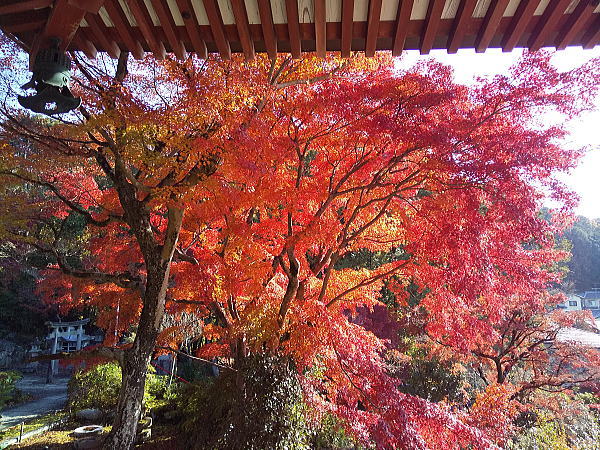 三明院 紅葉 2024 / 京都観光旅行ガイド